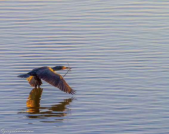 Renwick Preserve -Plainfield, IL
