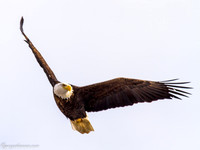Bald Eagle at Lock and Dam 14 in LeClaire, IA