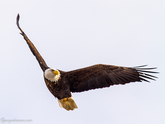 Bald Eagle at Lock and Dam 14 in LeClaire, IA
