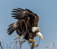 Bald Eagle at Lock and Dam 14 in LeClaire, IA
