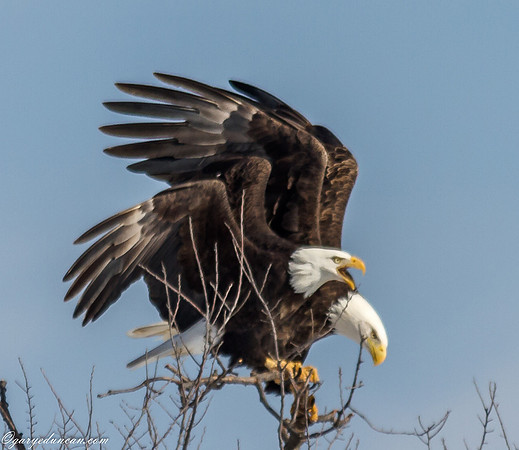 Bald Eagle at Lock and Dam 14 in LeClaire, IA