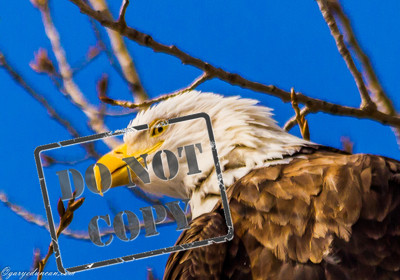 Bald Eagle Lock and Dam #14 LeClaire, IA February 2015