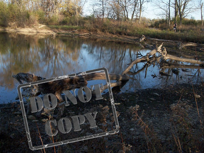Pond