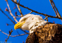 Bald Eagle at Lock and Dam 14 in LeClaire, IA
