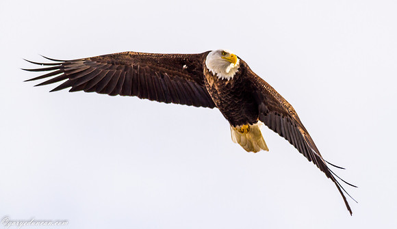 Bald Eagle at Lock and Dam 14 in LeClaire, IA