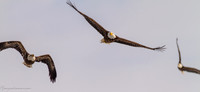 Bald Eagle at Lock and Dam 14 in LeClaire, IA