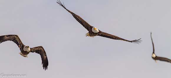 Bald Eagle at Lock and Dam 14 in LeClaire, IA