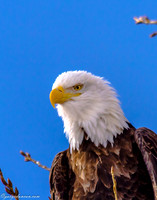 Bald Eagle at Lock and Dam 14 in LeClaire, IA