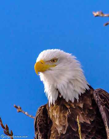 Bald Eagle at Lock and Dam 14 in LeClaire, IA