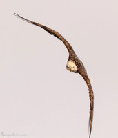 Bald Eagle at Lock and Dam 14 in LeClaire, IA
