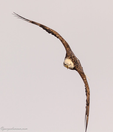 Bald Eagle at Lock and Dam 14 in LeClaire, IA