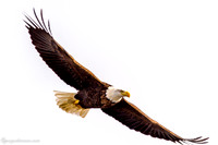 Bald Eagle at Lock and Dam 14 in LeClaire, IA