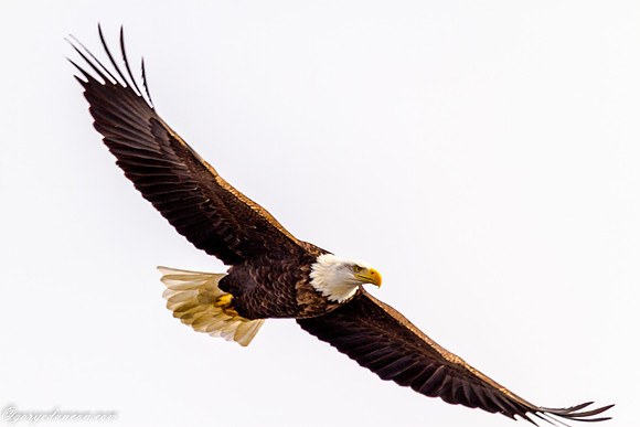 Bald Eagle at Lock and Dam 14 in LeClaire, IA