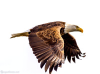 Bald Eagle Lock and Dam #14 LeClaire, IA February 2015
