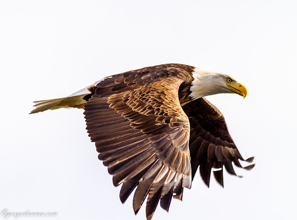 Bald Eagle Lock and Dam #14 LeClaire, IA February 2015