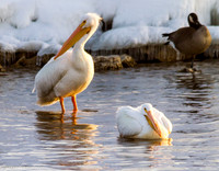 Pelicans @ Lock and Dam #14 LeClaire, IA February 2015