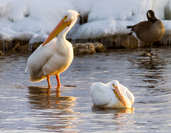 Pelicans @ Lock and Dam #14 LeClaire, IA February 2015