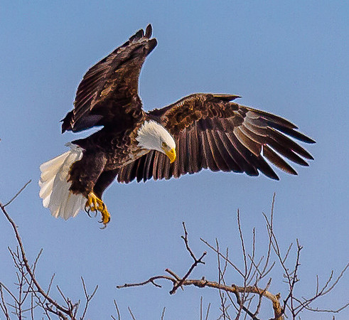 Bald Eagle at Lock and Dam 14 in LeClaire, IA