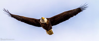 Bald Eagle at Lock and Dam 14 in LeClaire, IA