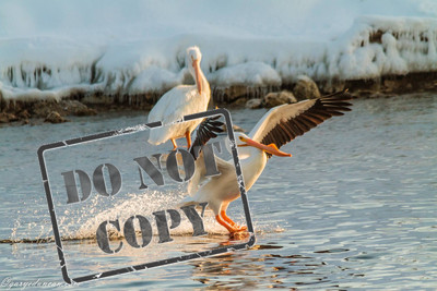 Pelican @ Lock and Dam #14 LeClaire, IA February 2015