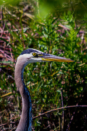 Great Blue Heron Caton Ridge subdivision