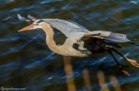 Renwick Preserve Plainfield, IL
