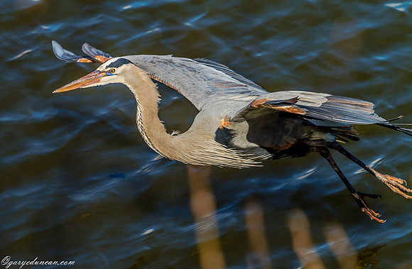 Renwick Preserve Plainfield, IL